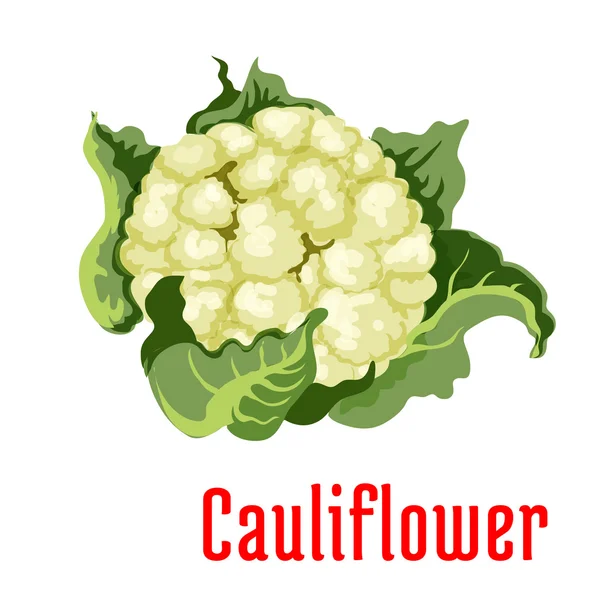 Ícone de planta vegetal de couve-flor — Vetor de Stock