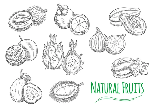 Iconos de bocetos aislados de frutas tropicales exóticas — Vector de stock