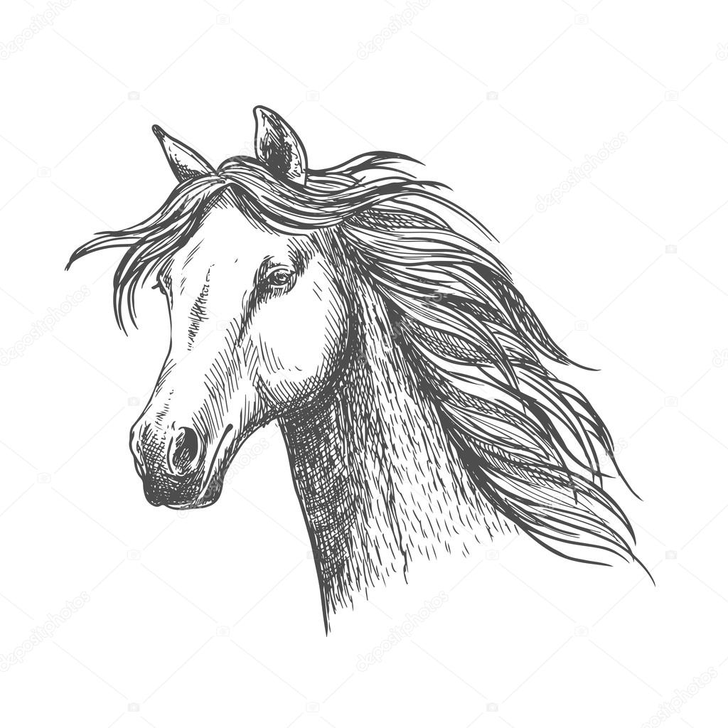 White graceful horse with mane sketch portrait