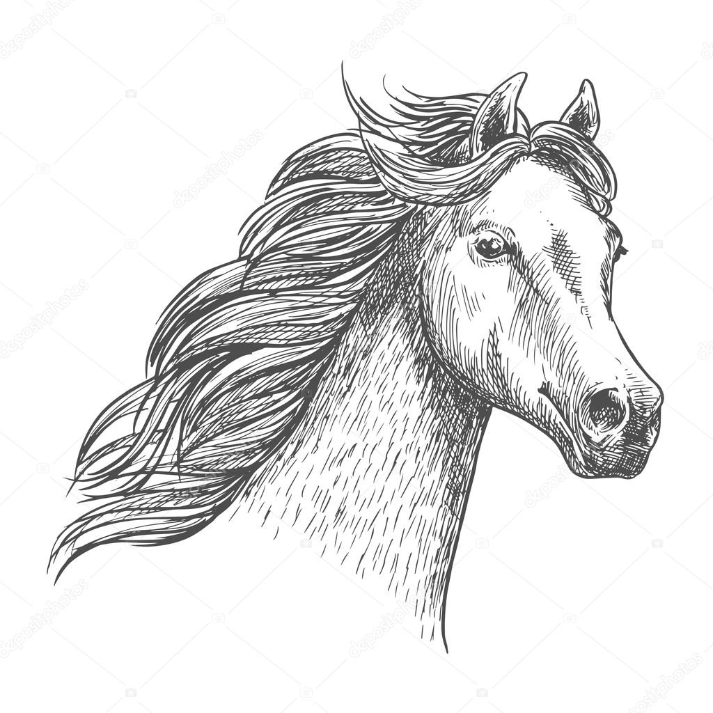 White graceful horse sketch portrait