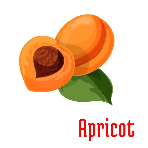 Abricot. Icône fruits frais juteux — Image vectorielle