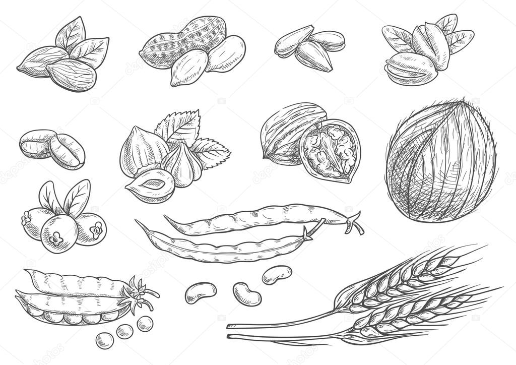Nuts, grain, berries black pencil sketch on white background. Isolated vector icons of coconut, almond, pistachio, sunflower seeds, peanut, hazelnut, walnut, coffee beans, wheat ears, coffee beans pea