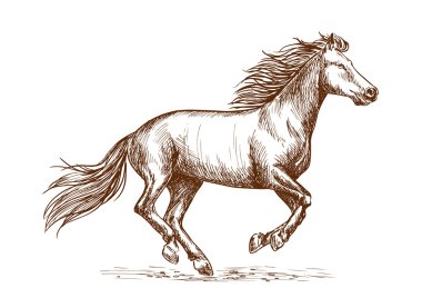 White horse running gallop sketch portrait clipart