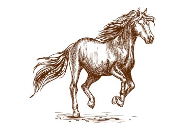 Running and prancing horse sketch portrait clipart