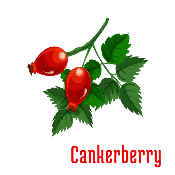 Cankerberry meyve botanik simgesi — Stok Vektör