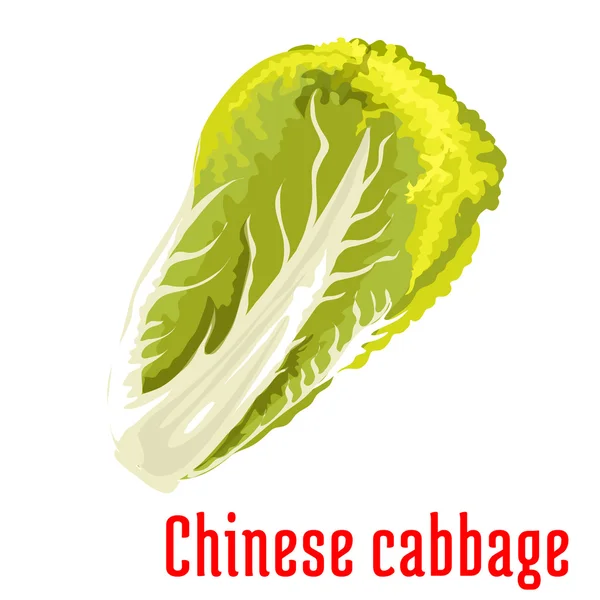 Kinesisk kål. Napa vegetabiliska Icon — Stock vektor