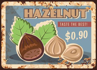 Fındık fıstığı, metal paslı tabak, gıda mağazası menüsü, vektör antika poster. Çiğ yiyecek ve organik doğal fındık fıstığı, paslı piyasa tabelaları.