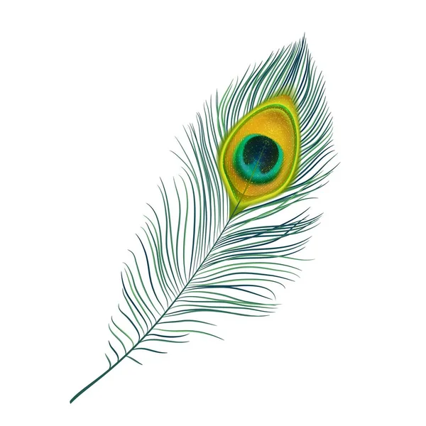 Pluma Pavo Real Aislado Icono Vector Pluma Pájaro Realista Con — Vector de stock