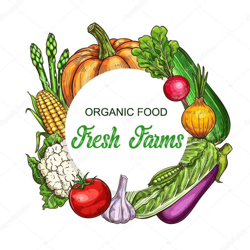 Organic vegetables and greenery frame. Pumpkin, radish and zucchini, onion, lettuce salad and eggplant, garlic, tomato and cauliflower sketch vector. Vegetables farm harvest, fresh organic food banner
