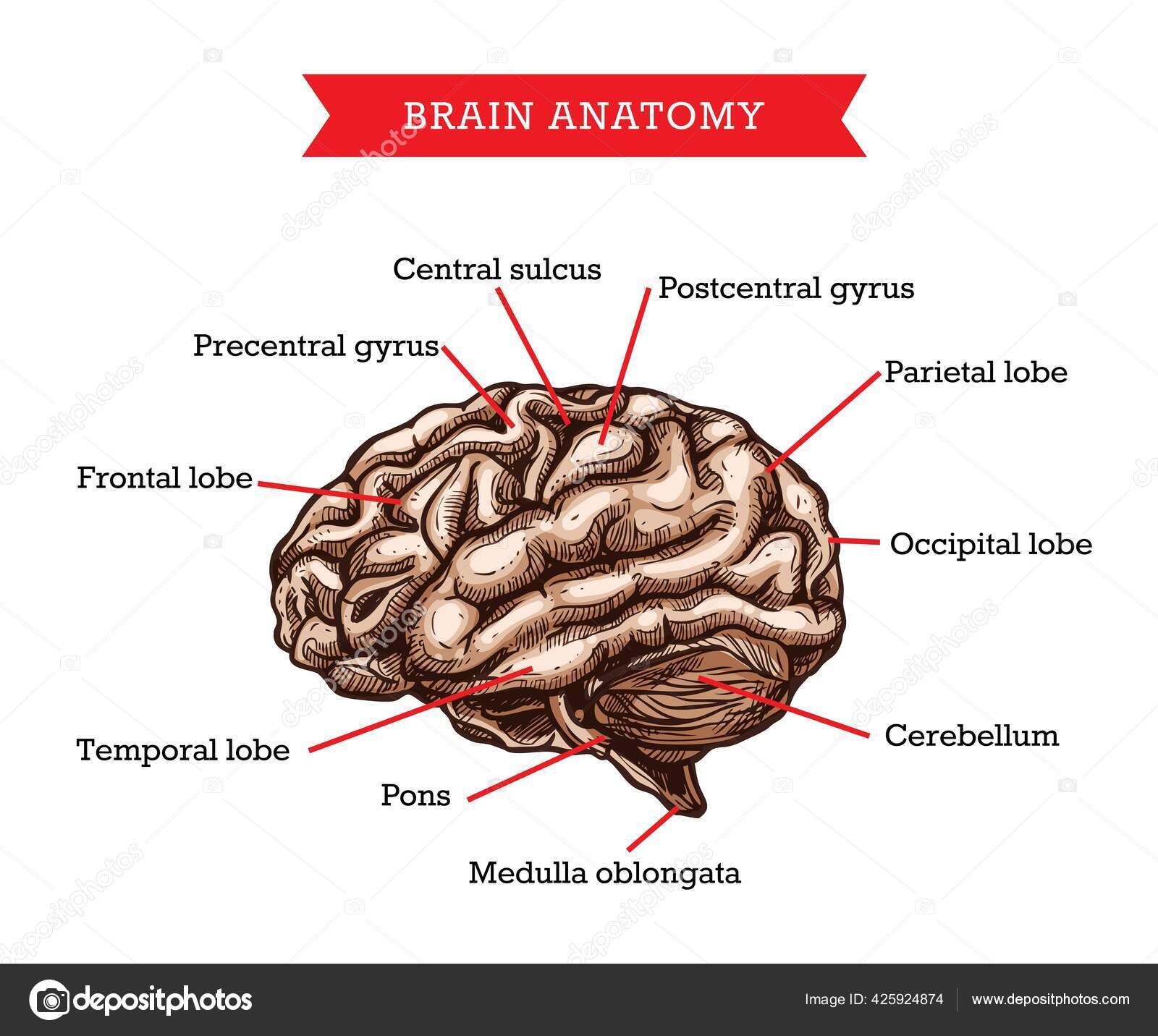 With the help of a labelled diagram of lateral view of cerebrum, describe  the structure . - Biology | Shaalaa.com