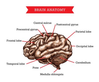 İnsan beyni anatomisi, vücut organının vektör çizimi, beyin cerrahisi, tıp fakültesi, hastane ya da klinik için kısmi isimlerle işlenmiş görsel yardım posteri.