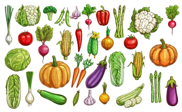 Granja Verduras Zonas Verdes Color Conjunto Bocetos Calabaza Zanahoria Remolacha — Vector de stock