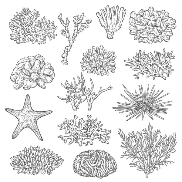 Sea Corals Colonies Starfish Sketch Vectors Marine Fauna Ocean Depth — Stock Vector