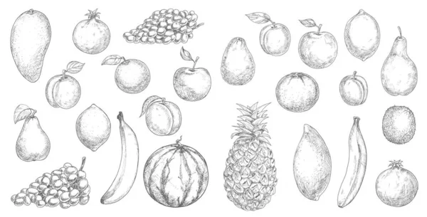 Fruits Tropicaux Petits Fruits Isolés Croquis Vecteurs Nourriture Fraîche Jardin — Image vectorielle