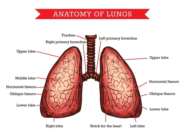 Anatomia Dei Polmoni Umani Schema Aiuto Medicina Dello Schizzo Vettoriale — Vettoriale Stock