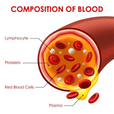 Damar kesitli kan vektör tıp şeması kırmızı kan hücreleri, lenfositler, trombositler ve plazma. Hematoloji tıbbi yardımı, 3D kan dolaşımı, damar sisteminin insan vücudu anatomisi.