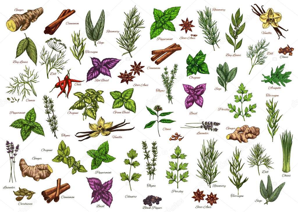 Spices, herbs, seasonings vector ginger, cinnamon and bay leaves, dill, rosemary or sage. Tarragon, basil and chili, peppermint, thyme with oregano. Lavender, cardamon and vanilla herbal ingredients