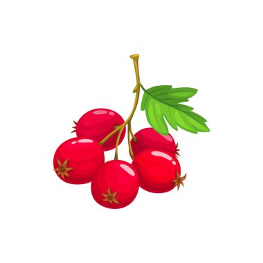 Hawthorn berries fruits, food from farm garden and wild forest, vector flat isolated icon. Hawthorns bunch ripe harvest for jam natural desserts clipart