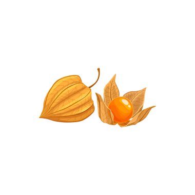Physalis meyvesi, tropikal egzotik yiyecekler, izole edilmiş vektör ikonu. Bezelye ya da altın meyveler kabuklu ve kabuklu, tropik çiftlik sulu egzotik meyve hasadı, tatlı tatlı tatlı malzemesi