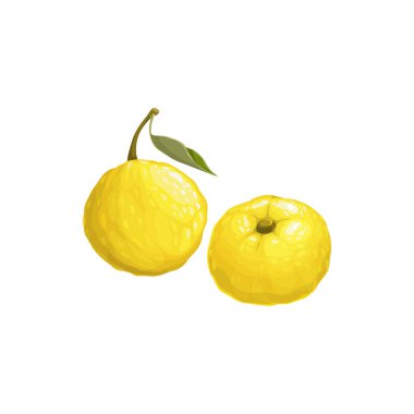 Yuzu meyvesi, egzotik Japon narenciye meyve ikonu, vektör tropikal yiyecek. Yapraklı Yuzu meyveleri, tropik çiftlik meyveleri hasadı ve tatlı tatlı malzemesi.
