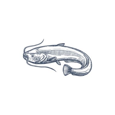 Sheatfish isolated common catfish monochrome sketch. Vector Siluridae species, ray-finished catfishes order Siluriformes or Nematognath. Mekong giant catfish, Candiru toothpick fish with whiskers clipart