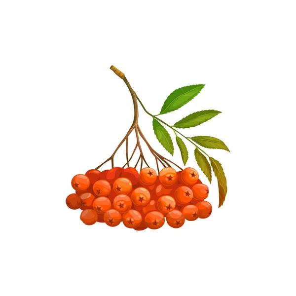 Frutos Rowanberry Fresas Rowan Icono Alimentos Huerta Bosque Silvestre Vector — Archivo Imágenes Vectoriales