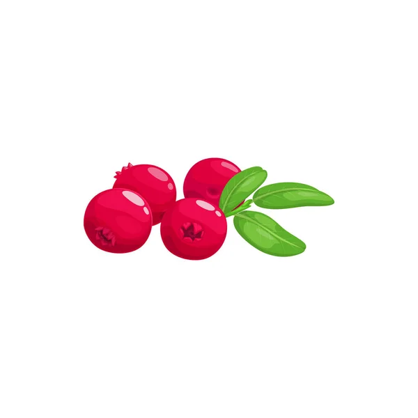 Cranberry Vruchten Bessen Voedsel Uit Boerderij Tuin Wild Bos Vector — Stockvector