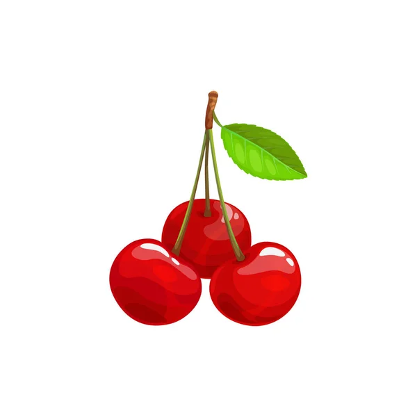 Cseresznye Bogyós Gyümölcsök Tanyasi Kerti Vadon Termő Erdőkből Származó Élelmiszer — Stock Vector