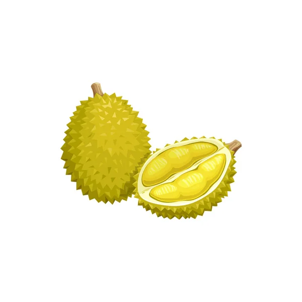 Durianské Ovoce Tropické Exotické Jídlo Vektorově Izolovaná Ikona Durianské Ovoce — Stockový vektor