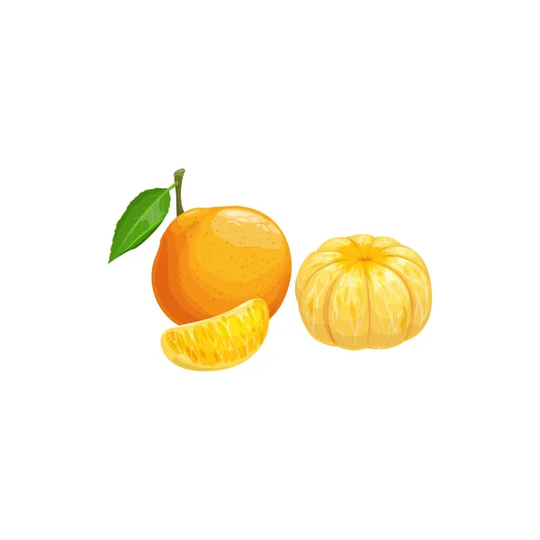 Fruta Mandarina Cítricos Exóticos Tropicales Vector Aislado Icono Comida Mandarina — Vector de stock