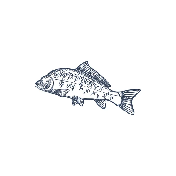 家族の鯉淡水魚Cyprinidaes単離されたモノクロームアイコン ベクトル一般的な銀のビッグヘッド鯉 草の十字手の水生動物を描いた 魚は湖 ゆっくりと流れる川に生息する — ストックベクタ