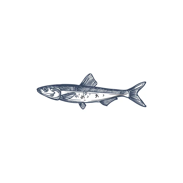 Small Shoaling Fish Anchovy Isolated Anchoa Monochrome Sketch Vector European — Stock Vector