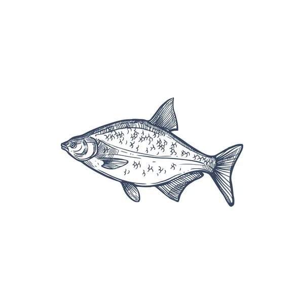 Bream Species Freshwater Marine Fish Isolated Monochrome Sketch Vector Abramis — Stock Vector