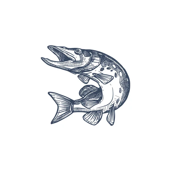 Salmón Trucha Gris Pescado Blanco Aislado Boceto Monocromo Vector Animal — Archivo Imágenes Vectoriales