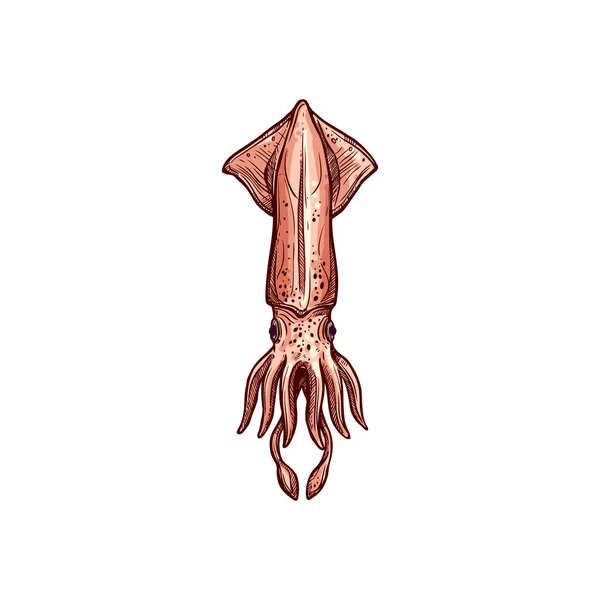 Calamari Giganti Pholidoteuthis Isolato Animale Subacqueo Disegnato Mano Schizzo Mollusca — Vettoriale Stock