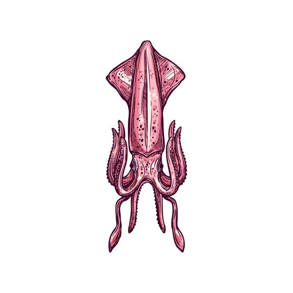 Squid Geïsoleerde Slakkensoort Cephalopod Pholidoteuthis Schets Vector Hand Getrokken Haakte — Stockvector