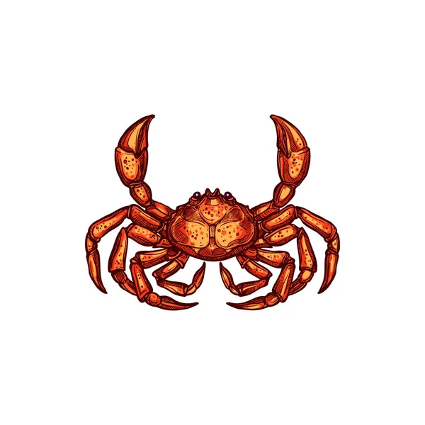 Grijze Zwemkrab Decapod Kreeftachtigen Van Brachyura Geïsoleerde Schets Vector Marien — Stockvector