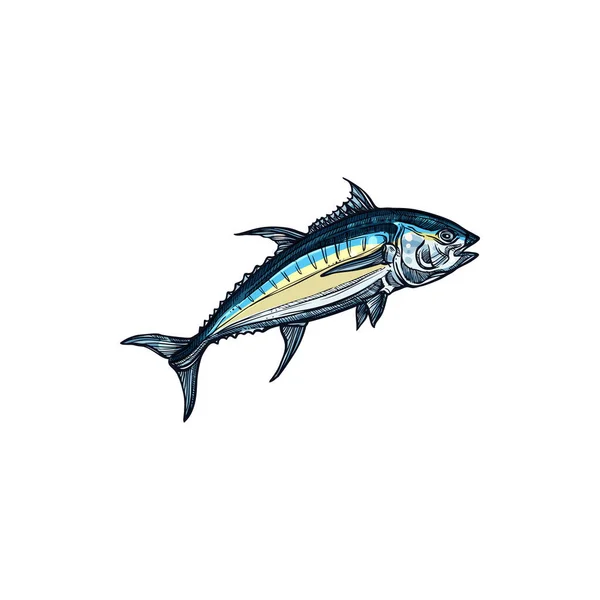 Atlantic Bluefin Tuna Isolated Saltwater Fish Sketch Vecteur Animal Eau — Image vectorielle