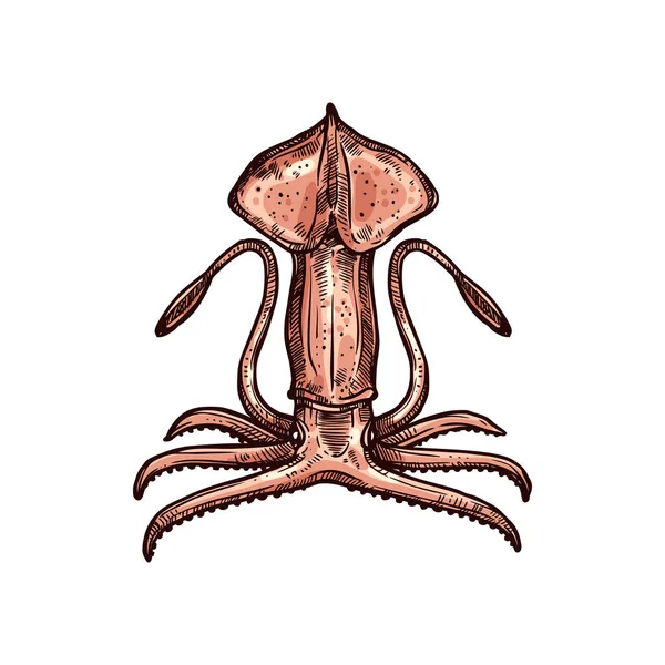 Octopoteuthidae Chobotnice Obří Pholidoteuthis Izolované Podvodní Zvířecí Ruka Kreslil Náčrt — Stockový vektor