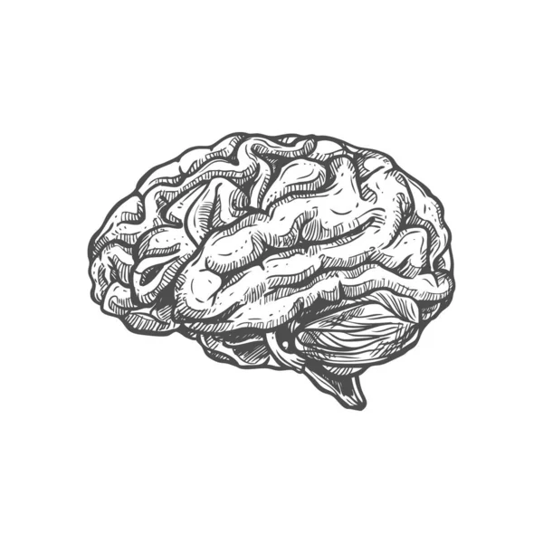 Icono Dibujo Cerebral Órgano Interno Humano Aislado Vector Monocromo Sistema — Archivo Imágenes Vectoriales