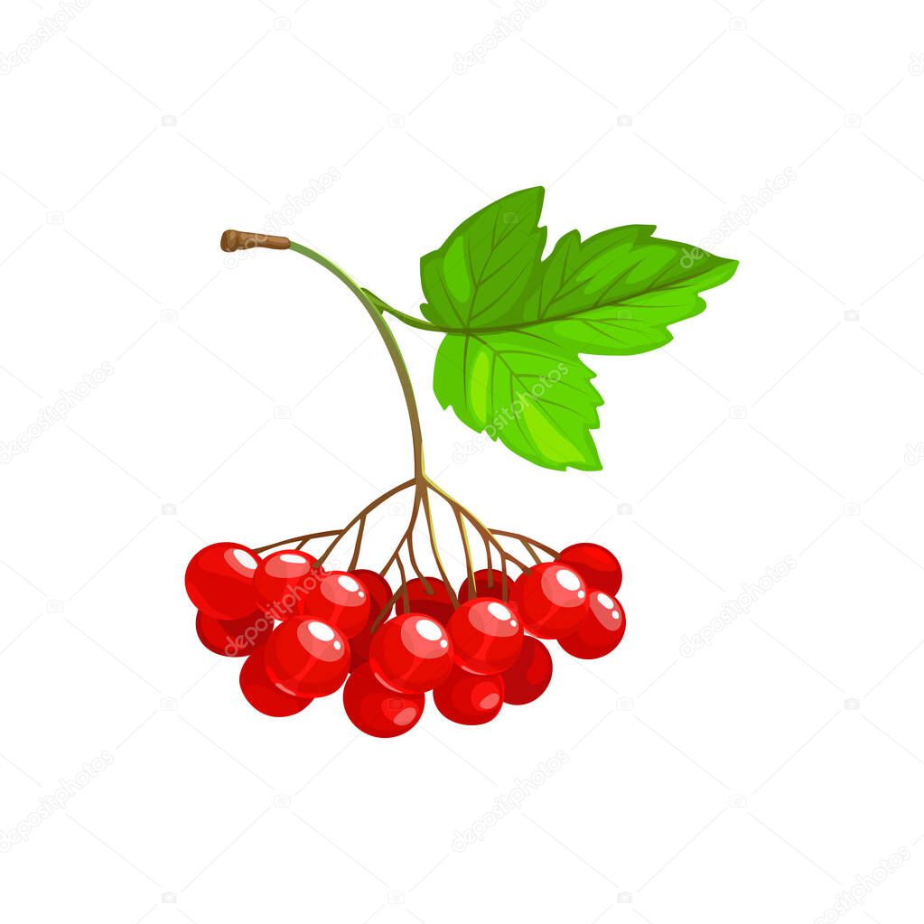 Viburnum fruits or berries icon, food from farm garden and wild forest, vector. Viburnum fruits bunch ripe harvest for jam or juice package food ingredient, natural organic sweet berries