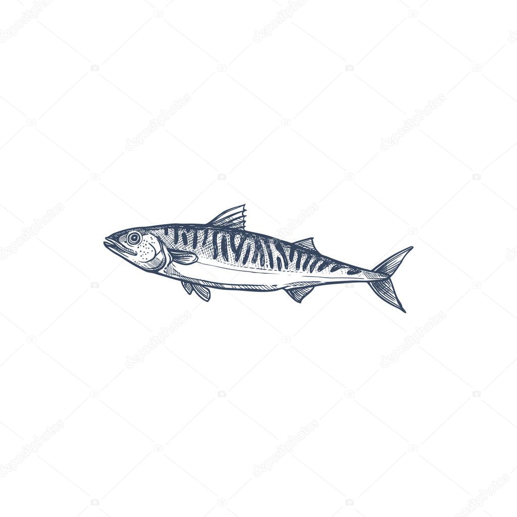 Pelagic fish, family Scombridae isolated mackerel monochrome sketch. Vector atlantic chub Wahoo scombrid fish, underwater animal. Short indian mackerel, fishing sport trophy hand drawn short mackerel