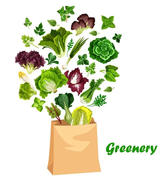 Salades Légumes Verts Laitues Vectorielles Dans Sac Provisions Roquette Chicorée — Image vectorielle