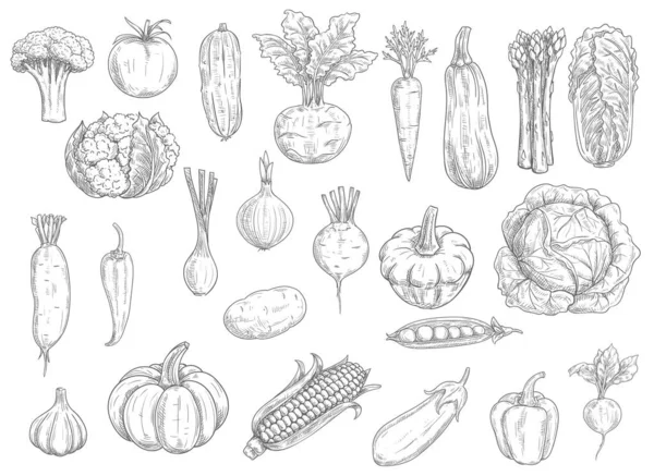 Croquis Vectoriels Des Légumes Agricoles Chou Fleur Tomate Brocoli Poivron — Image vectorielle