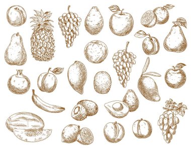 Sketch meyveleri izole vektör ikonları nar, avokado ve ananas, şeftali, muz ve avokado çiftliği pazarı veya depo bahçesi ve tropik egzotik meyveler. Limon, armut, üzüm ve elmalı mango veya kivi.