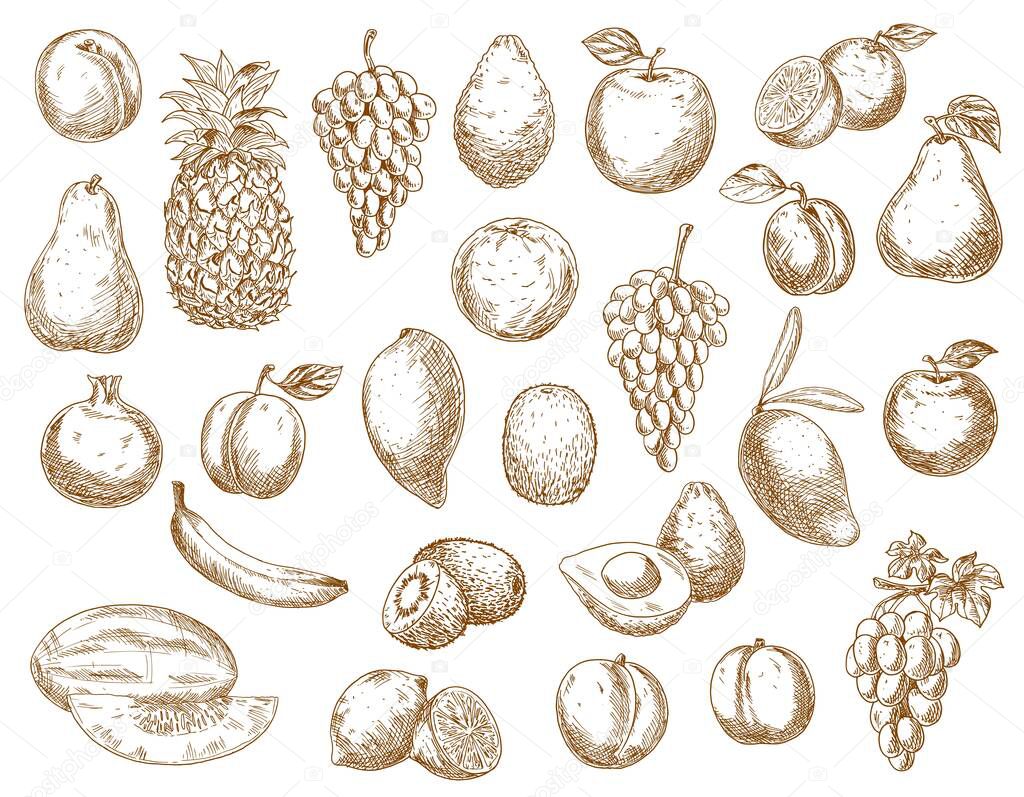 Sketch fruits isolated vector icons pomegranate, avocado and pineapple, peach, banana and avocado farm market or store garden and tropic exotic fruits. Lemon, pear, grape and apple with mango or kiwi