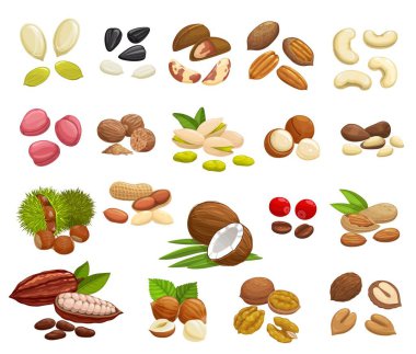 Nuts, beans and seeds vector design of super food. Almond, walnuts, hazelnut, peanut, pistachio, cashew and coconut, pumpkin and sunflower seeds, coffee and cocoa beans, brazil, macadamia, pecan nuts clipart