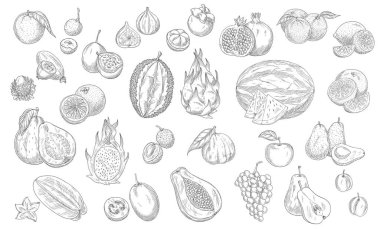 Taslak meyve izole vektör simgeleri. Durian, karpuz ve ananas, şeftali ve papaya çiftlik pazarı veya depo bahçesi ve tropik egzotik meyveler. Tropik karambola ve pitaya, üzümlü limon ve limon.