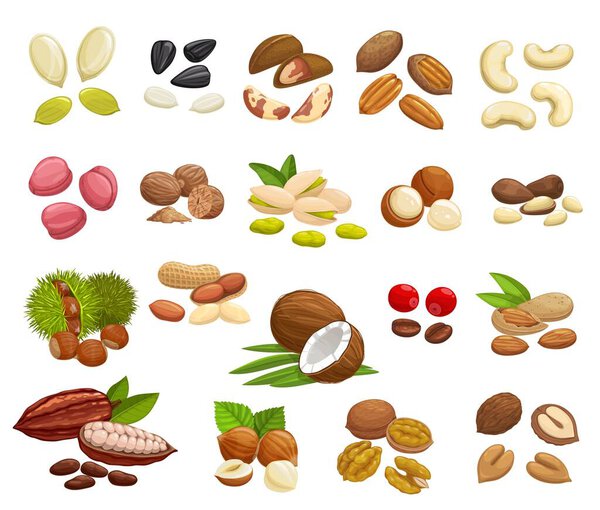 Nuts, beans and seeds vector design of super food. Almond, walnuts, hazelnut, peanut, pistachio, cashew and coconut, pumpkin and sunflower seeds, coffee and cocoa beans, brazil, macadamia, pecan nuts