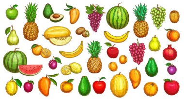 Meyve eskiz ikonları, tropikal egzotik çiftlik hasadı, vektör el çizimi. Renkli çizim, ananas, elma ve muz, üzüm, kivi ve avokado, kavun, sulu karpuz, avokado ve mango, kesilmiş ve bütün.
